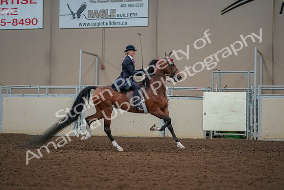 2019 Morgan Horse Show - Aug 30, 2019 - 25296
