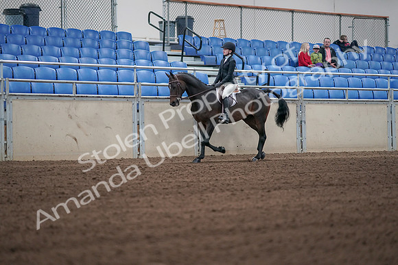2019 Morgan Horse Show - Sept 01, 2019 - 03691