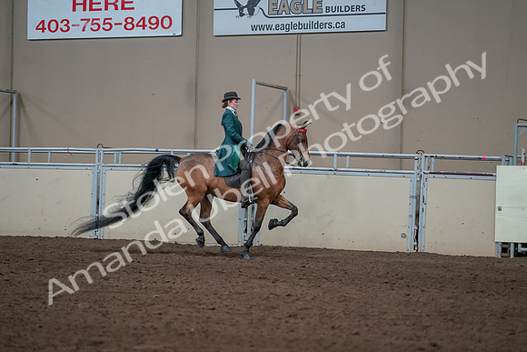 2019 Morgan Horse Show - Sept 01, 2019 - 13375