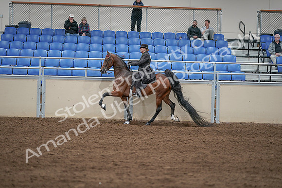 2020 - AB Morgan Horse - Fri, Sept 04 - 09639
