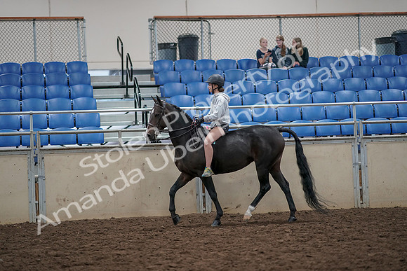 2019 Morgan Horse Show - Aug 30, 2019 - 31038