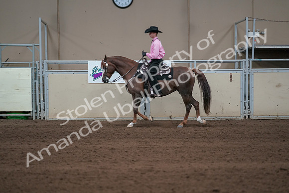 2019 Morgan Horse Show - Sept 01, 2019 - 06906