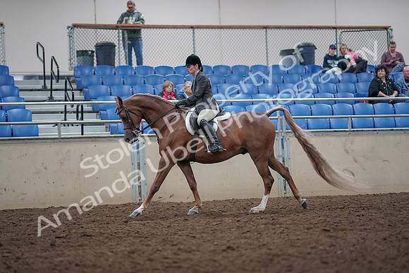 2019 Morgan Horse Show - Aug 31, 2019 - 16048