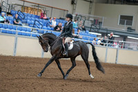 2020 - AB Morgan Horse - Fri, Sept 04 - 05807