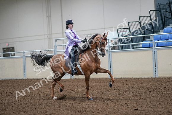 2020 - AB Morgan Horse - Fri, Sept 04 - 05170
