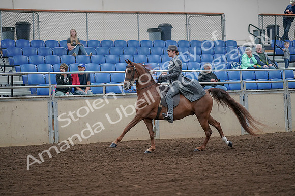 2019 Morgan Horse Show - Aug 30, 2019 - 15560