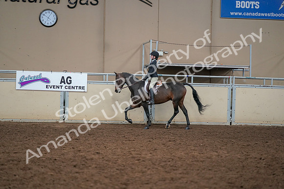 2019 Morgan Horse Show - Aug 30, 2019 - 12215