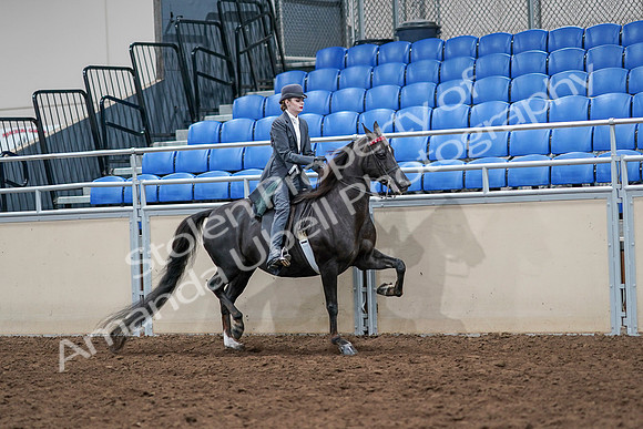 2020 - AB Morgan Horse - Sat, Sept 05 - 13914