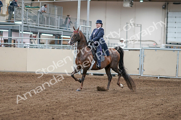 2020 - AB Morgan Horse - Fri, Sept 04 - 07865