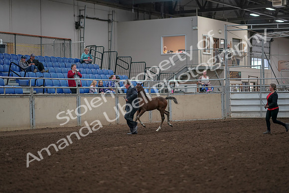 2019 Morgan Horse Show - Aug 31, 2019 - 00361