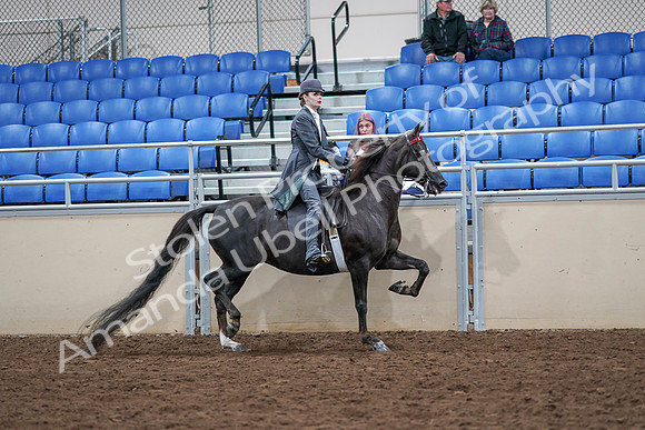 2020 - AB Morgan Horse - Sat, Sept 05 - 13923