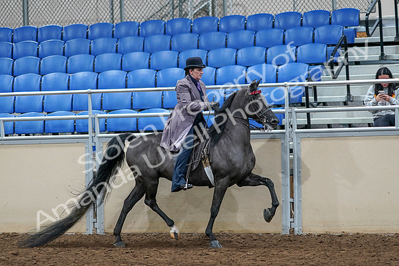 2020 - AB Morgan Horse - Sat, Sept 05 - 13825