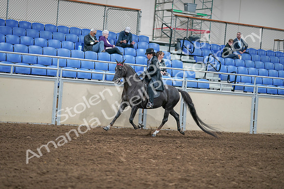 2020 - AB Morgan Horse - Sat, Sept 05 - 00831