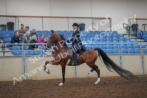 2019 Morgan Horse Show - Aug 30, 2019 - 25027