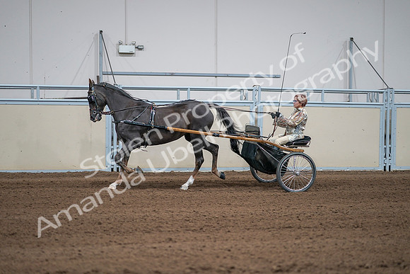 2020 - AB Morgan Horse - Sat, Sept 05 - 05886
