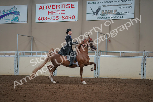 2019 Morgan Horse Show - Aug 30, 2019 - 25274