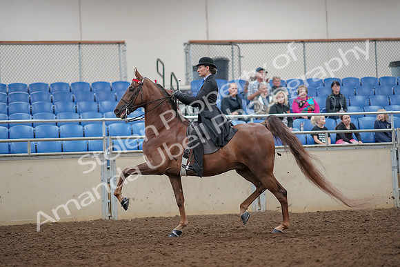2019 Morgan Horse Show - Aug 30, 2019 - 25055