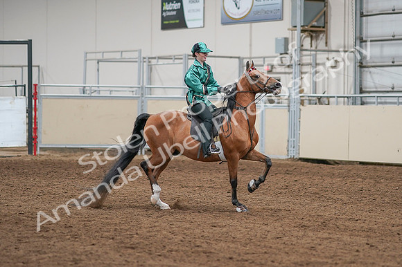 2020 - AB Morgan Horse - Fri, Sept 04 - 08677