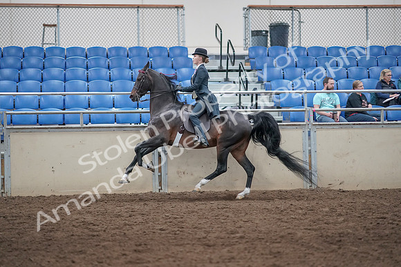 2019 Morgan Horse Show - Aug 31, 2019 - 08786