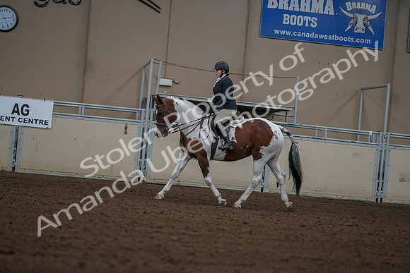 2019 Morgan Horse Show - Aug 30, 2019 - 14901