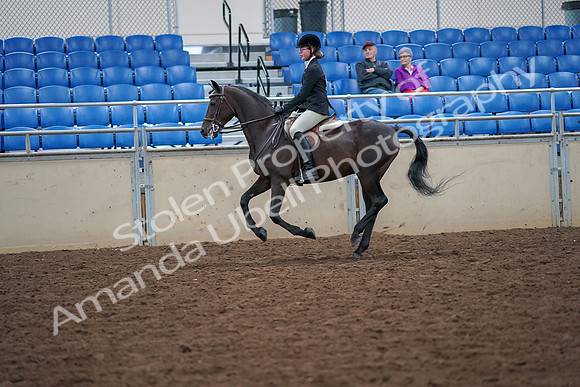 2019 Morgan Horse Show - Aug 30, 2019 - 20541