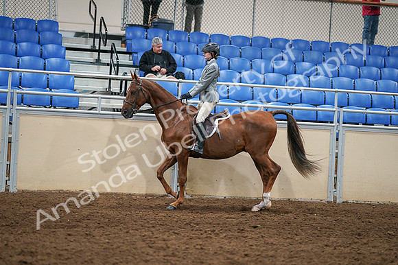 2020 - AB Morgan Horse - Fri, Sept 04 - 02969