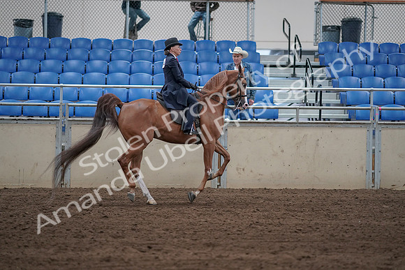 2019 Morgan Horse Show - Sept 01, 2019 - 12031