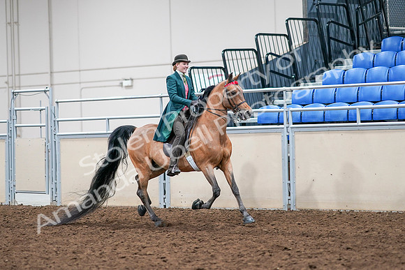 2020 - AB Morgan Horse - Sat, Sept 05 - 14022