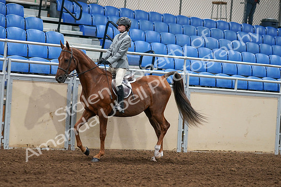 2020 - AB Morgan Horse - Fri, Sept 04 - 02952