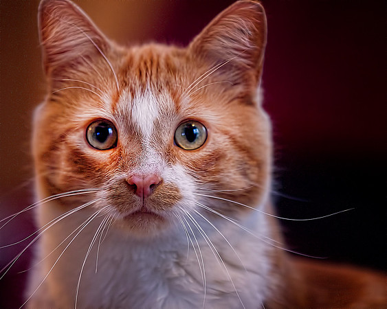 Dogs and Cats - 025