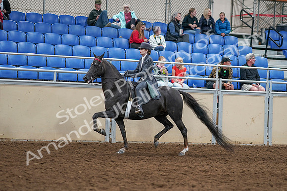 2020 - AB Morgan Horse - Sat, Sept 05 - 13724