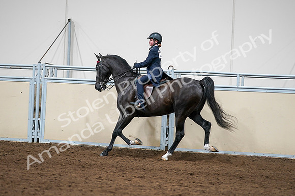 2020 - AB Morgan Horse - Fri, Sept 04 - 03268