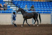 2020 - AB Morgan Horse - Fri, Sept 04 - 00728