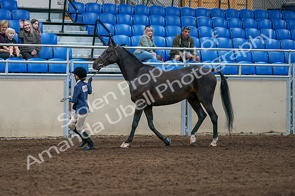 2020 - AB Morgan Horse - Fri, Sept 04 - 00728