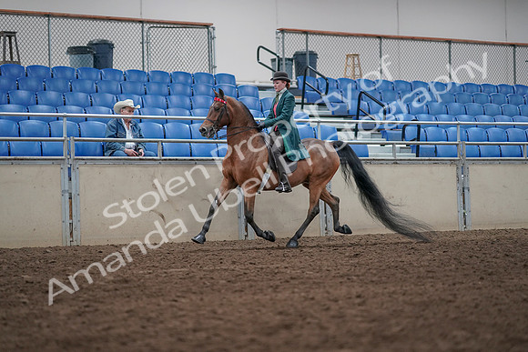 2019 Morgan Horse Show - Sept 01, 2019 - 13202