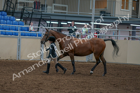 2020 - AB Morgan Horse - Fri, Sept 04 - 00756
