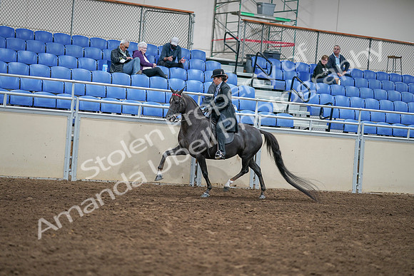 2020 - AB Morgan Horse - Sat, Sept 05 - 00830