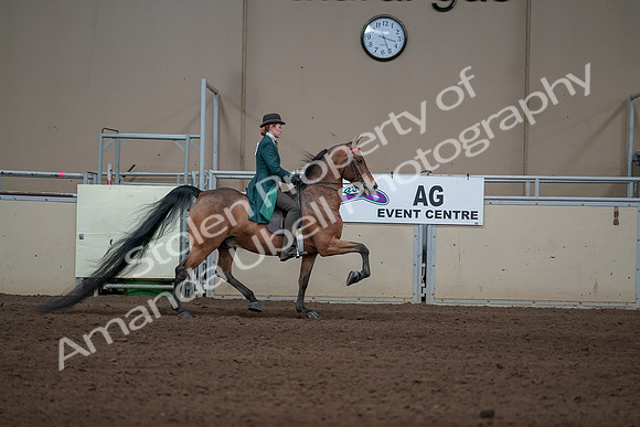 2019 Morgan Horse Show - Sept 01, 2019 - 13334