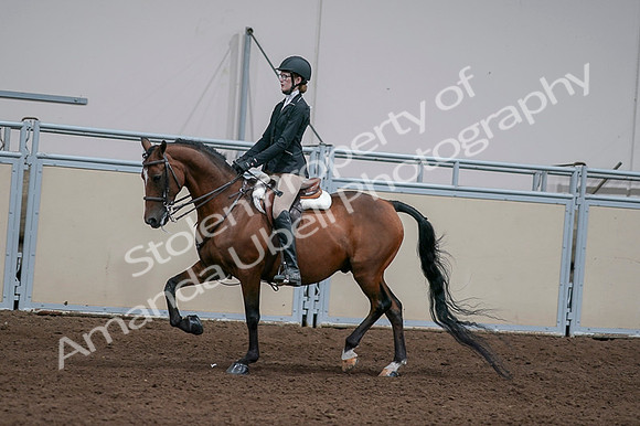 2020 - AB Morgan Horse - Fri, Sept 04 - 05931