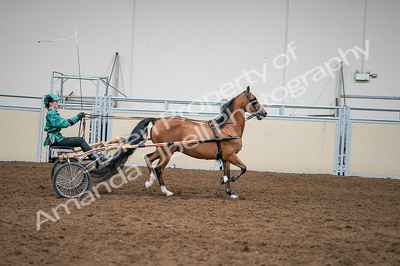 2020 - AB Morgan Horse - Sat, Sept 05 - 12466
