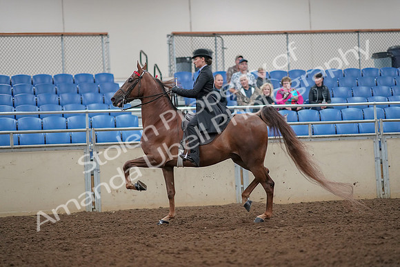 2019 Morgan Horse Show - Aug 30, 2019 - 25138
