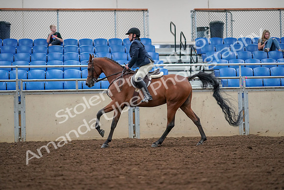 2019 Morgan Horse Show - Aug 30, 2019 - 16371