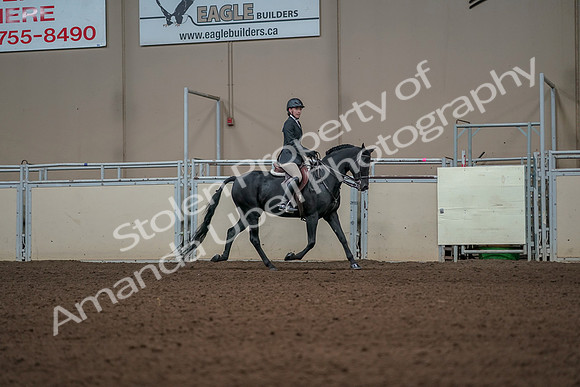 2019 Morgan Horse Show - Aug 31, 2019 - 05172