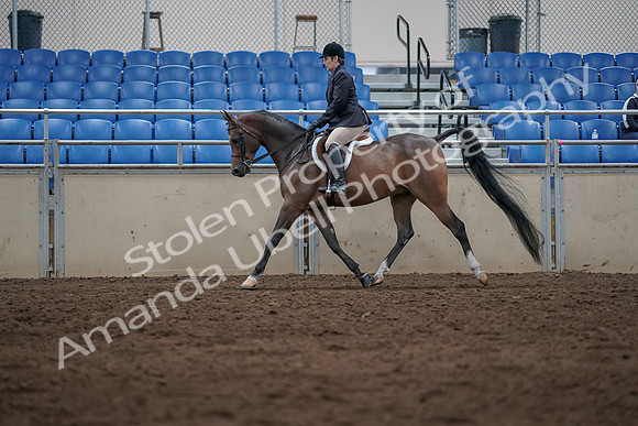 2019 Morgan Horse Show - Sept 01, 2019 - 08516