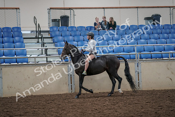 2019 Morgan Horse Show - Aug 30, 2019 - 31034