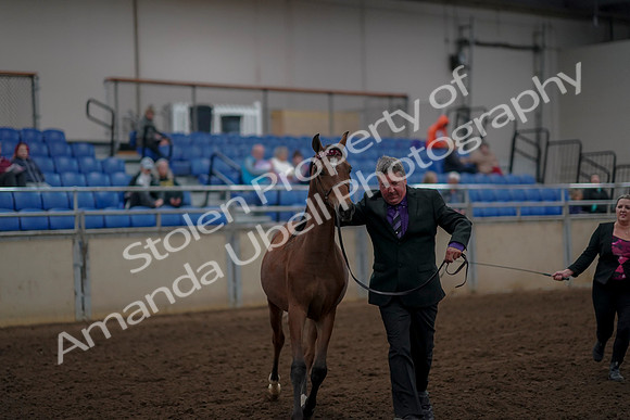 2019 Morgan Horse Show - Aug 30, 2019 - 25629