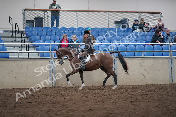 2019 Morgan Horse Show - Aug 31, 2019 - 15863