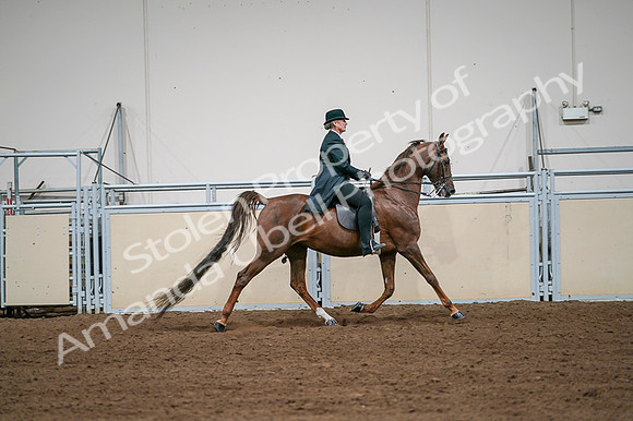 2020 - AB Morgan Horse - Fri, Sept 04 - 08119