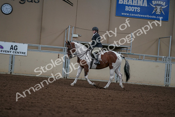 2019 Morgan Horse Show - Aug 30, 2019 - 14902