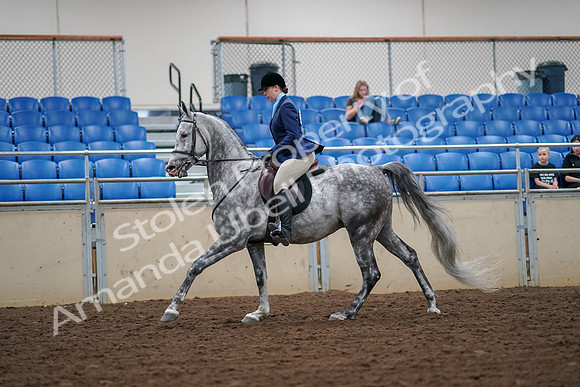 2019 Morgan Horse Show - Aug 30, 2019 - 16298
